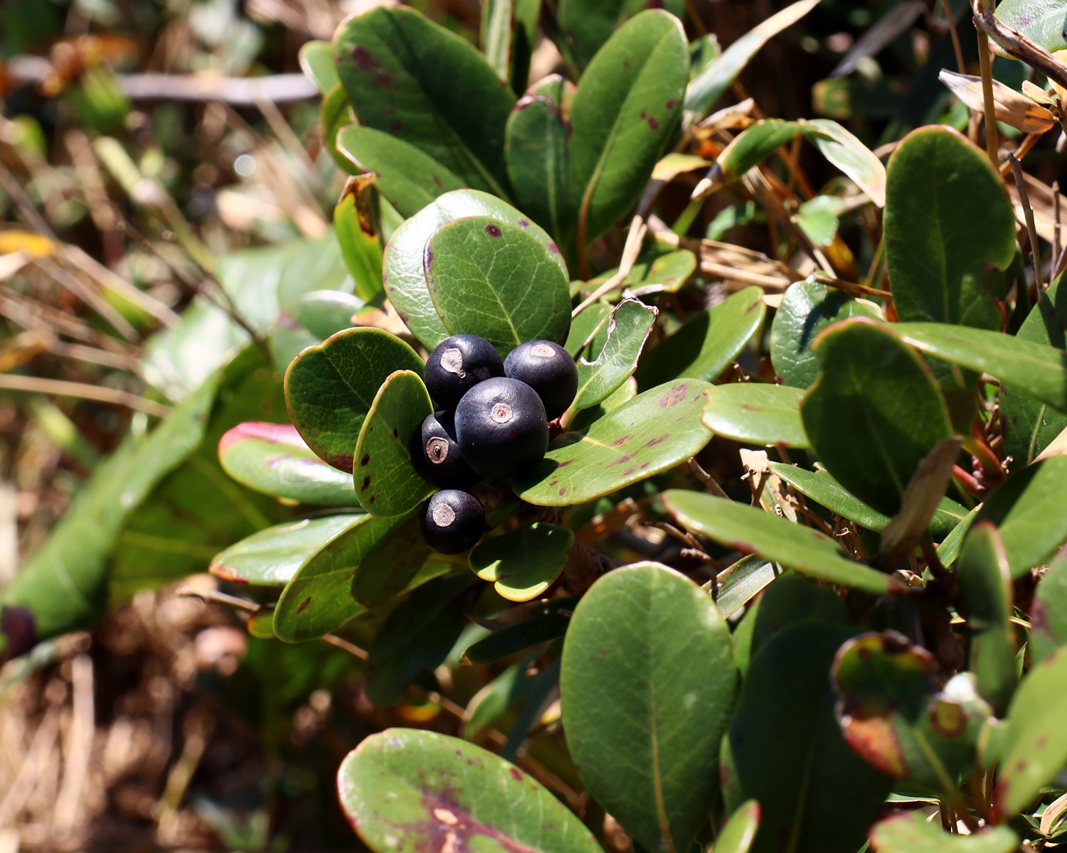マルバシャリンバイ 山川草木図譜
