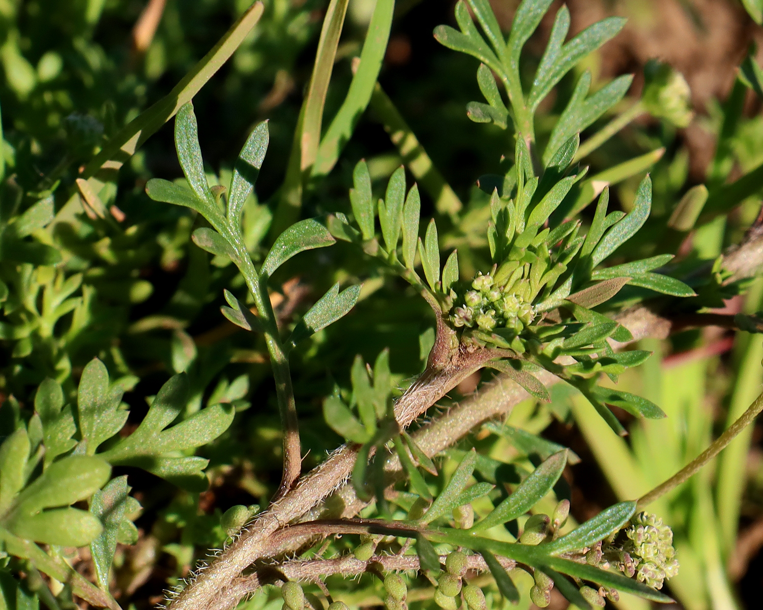 カラクサナズナ 山川草木図譜